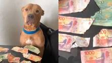 Cadela come quase R$ 1 mil em dinheiro do tutor e viraliza na web