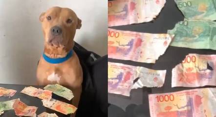 Cachorra 
come quase R$ 1 mil do tutor