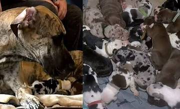 Cadela da raça dogue alemão ganha 21 filhotes em trabalho de parto de 27 horas (Divulgação: Tanya Dubbs / Via Amo meu pet)