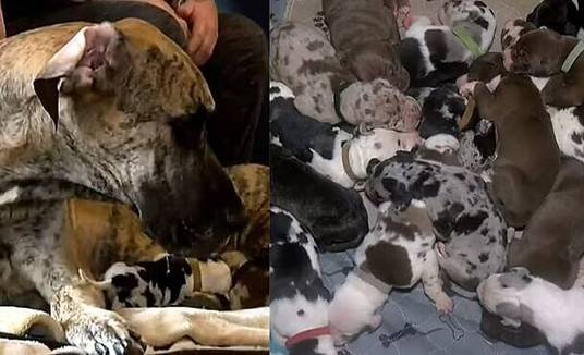 Cadela da raça dogue alemão ganha 21 filhotes em trabalho de parto de 27 horas (Divulgação: Tanya Dubbs / Via Amo meu pet)