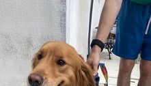 Cadela da raça golden retriver é resgatada após ser roubada com carro da família em SP