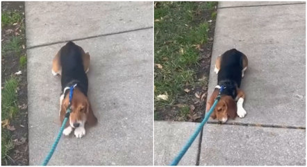 Cadela engatinha, enquanto aprende a andar