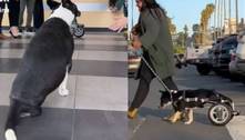 Cachorra ganha cadeira de rodas de empresa de carros de luxo e vídeo viraliza; assista