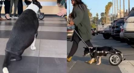 Cadela ganha cadeira de rodas de marca de carros de luxo