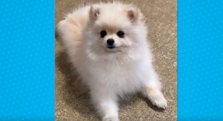 Animal é da raça lulu da pomerânia