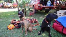 Governo de SP envia bombeiros e cães farejadores para Petrópolis (RJ)