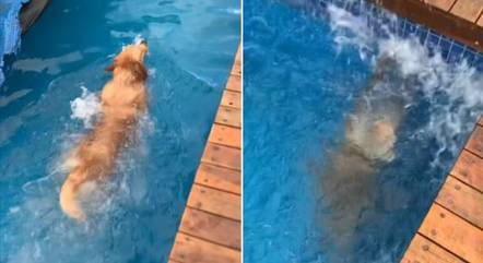 Cadela viraliza ao fazer manobras radicais na piscina