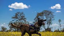 PRF abre inscrição para adoção de cães policiais; veja como participar