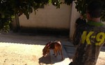 Cães Farejadores - Brasil
