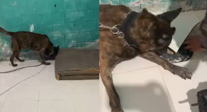 Cães ajudaram policiais a encontrarem fundo falso no local