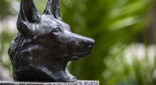 O cão Dick ajudou a solucionar um caso de sequestro (Edu Garcia/R7)