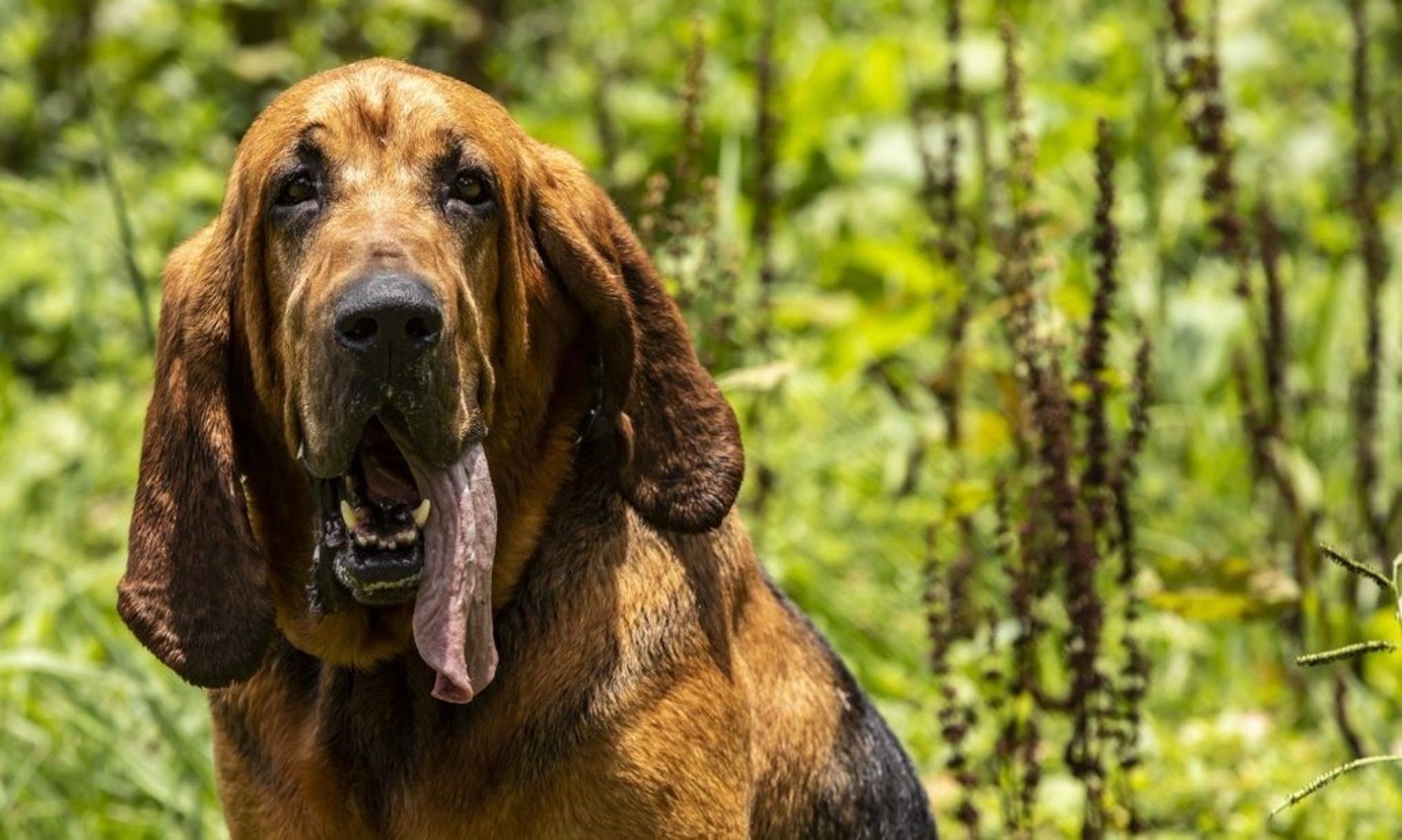 O bloodhound Mike: faro poderoso (Edu Garcia / R7)