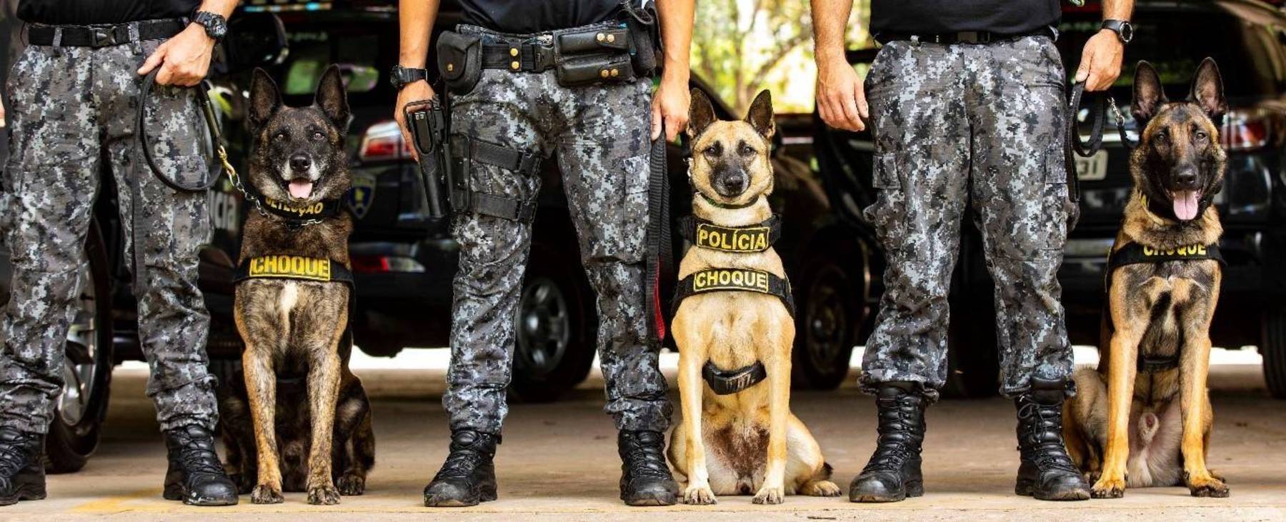 Tropa de elite canina: heróis de quatro patas são apoio fundamental na corporação (Edu Garcia / R7)