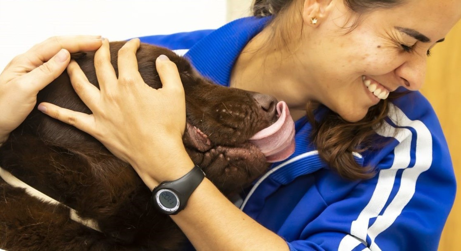 Cão retribui carinho da veterinária, após sessão de acupuntura (Edu Garcia / R7)