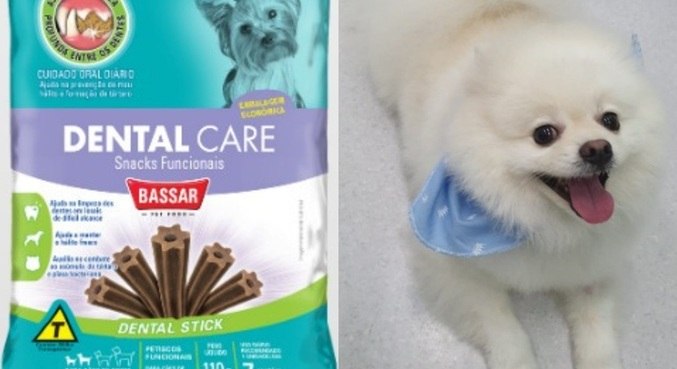 Todos os cães mortos são de pequeno porte