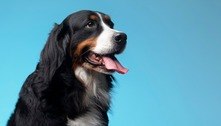 Cães podem farejar o estresse pelo hálito e suor do dono
