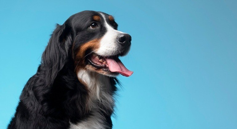 Experimento com quatro cães comprovou que eles sentem o 'cheiro' do estresse