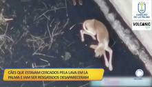 Cães que iam ser resgatados de La Palma desapareceram      
