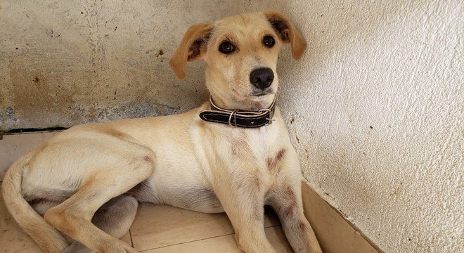 Cachorra que foi encontrada cavando uma área onde dono foi soterrado