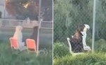 A dupla de cães acima impactou a internet depois de ser flagrada em cadeiras de jardim, no quintal de uma casa australiana