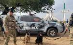 Cães usados pela PM do Distrito Federal para localizar pessoas e identificar drogas durante desfile em Brasília