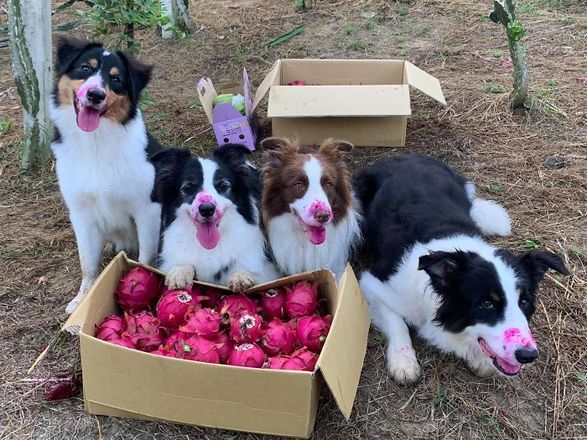 Kelly, o border collie, e Keira, o pastor australiano, foram passear em uma fazenda de Taiwan e lá conheceram outros cachorros. Depois de correr e brincar muito, eles decidiram atacar as pitayas madurinhas que o tutor havia colhido. Bagunça em equipe! Relembre: Cães vão colher frutas com o tutor e não resistem à tentação 