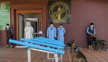 Cães são treinados para detectarem Covid-19 no Camboja