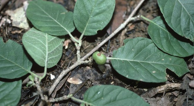 A variedade de café Namoroko, de Madagascar, também está ameaçada Aaron Davis/RBG Kew