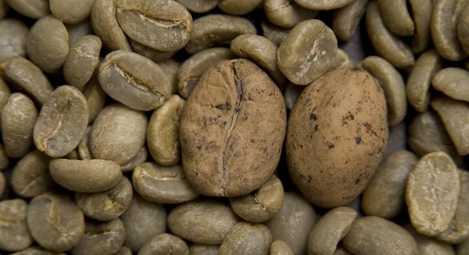 O café Ambongo, de Madagascar é uma das variedades em risco