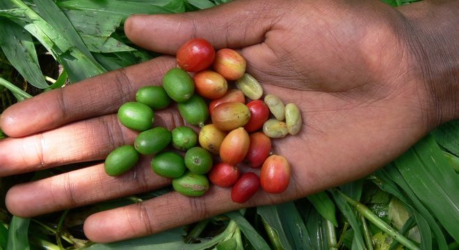 Café arábica está entre as variedades que podem desaparecer com a mudança climática
