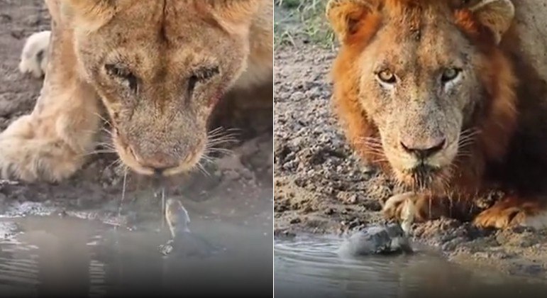 Um cágado do Parque Nacional Kruger, na África do Sul, tentou impedir leões de beberem água