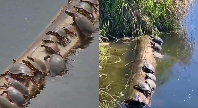 Cágados se equilibrando sobre troncos flutuantes