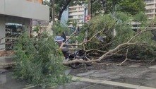 Motociclista e carro são atingidos por árvores durante chuva no Centro de Belo Horizonte 