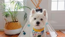 Posso colocar sapato no meu cachorro? Entenda quando é permitido