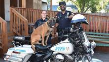 Cães e cavalos da polícia de Nova York são estrelas de calendário