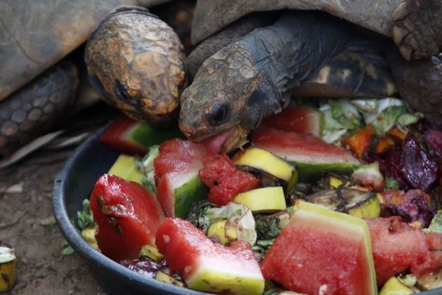  Jabutis recebem melancias congeladas para aliviar o calor no Zoológico do Bosque dos Jequitibás, em Campinas (SP), na manhã desta quarta-feira, 15 de novembro de 2023. A ação tem como objetivo promover alívio aos animais devido à forte onda de calor que atinge o país. As temperaturas em Campinas hoje podem chegar à 36ºC graus 