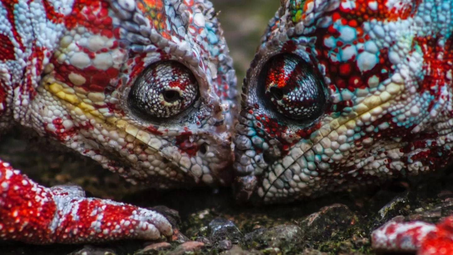 Como os camaleões mudam de cor? A ciência explica - Notícias - R7 ...