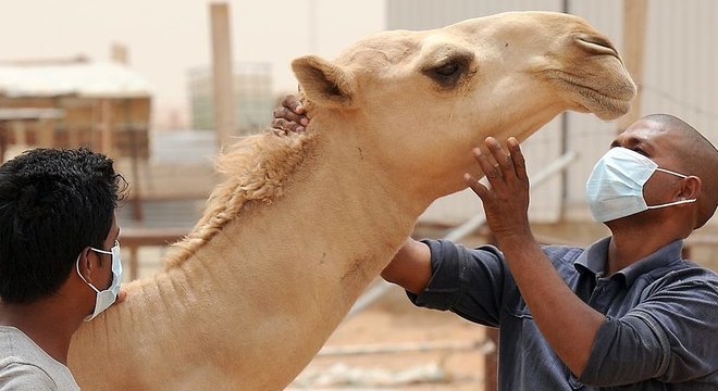 O vírus da Mers, síndrome respiratória do Oriente Médio, foi encontrado em camelos e dromedários 