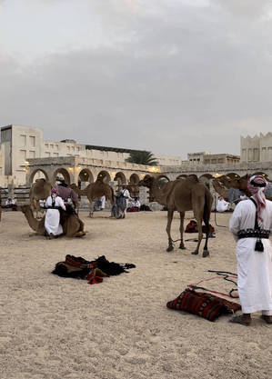 Camelos em tratamento especial próximo a escritório do governo