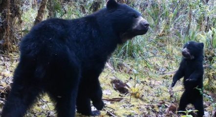 Câmera de monitoramento na floresta captura urso-de-óculos com filhote