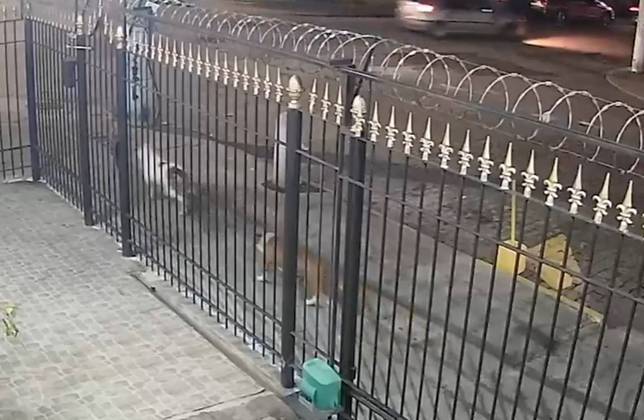 Câmeras registraram os pitbulls sem coleira, sem focinheira, completamente livres, andando de um lado para o outro da rua, sem que o dono aparecesse. 