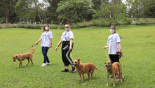 Voluntários de empresa realizam caminhada com cães de abrigo