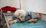 A campanha de doação de casacos e agasalhos se destina aos cães e gatos internados no Hvep