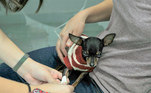 A campanha de doação de casacos e agasalhos se destina aos cães e gatos internados no Hvep