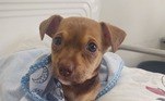 A campanha de doação de casacos e agasalhos se destina aos cães e gatos internados no Hvep