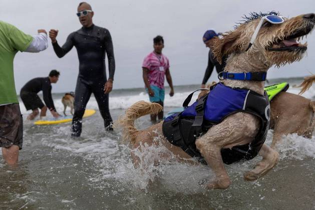 Derby rects as he competes at the World Dog Surfing Championships in Pacifica, California, U.S