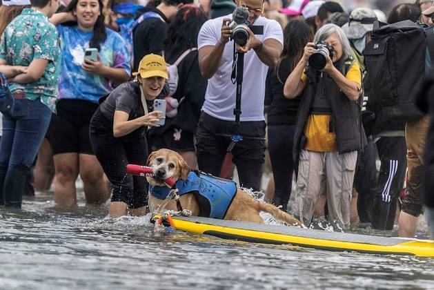 Charlie competes at the World Dog Surfing Championships in Pacifica, California