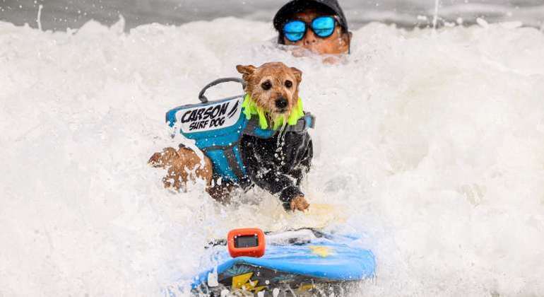 Campeonato de surf para cachorros