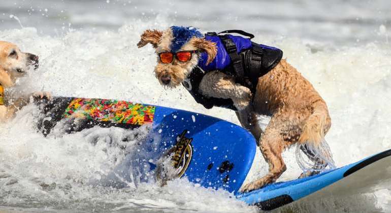 Campeonato de surf para cachorros