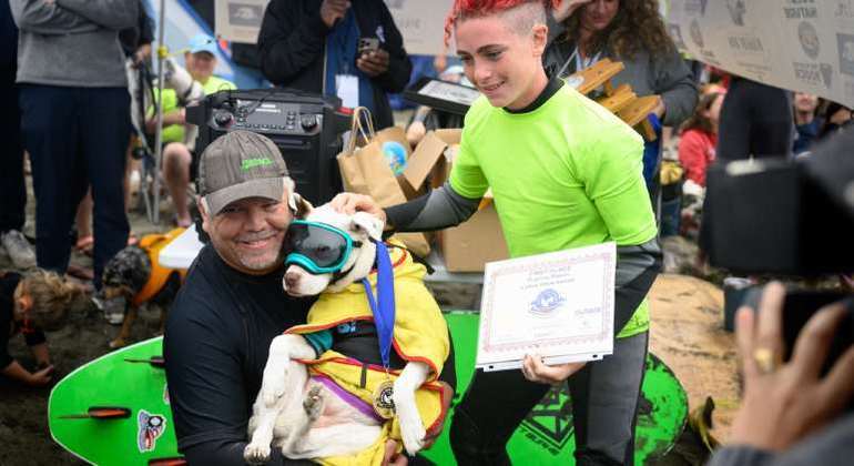 Campeonato de surf para cachorros